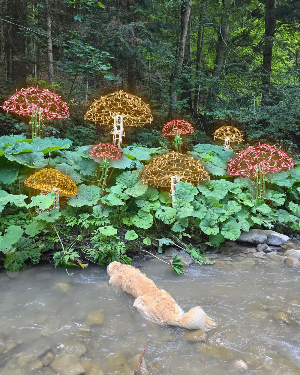 Alganic Leuchtpilze – zwei gewachsene Formen